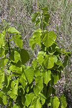 red nail gall mite