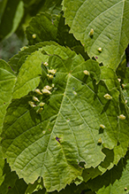 red nail gall mite