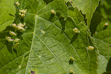 red nail gall mite