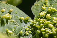 red nail gall mite