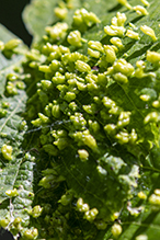 red nail gall mite