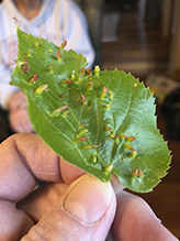 red nail gall mite