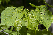 red nail gall mite