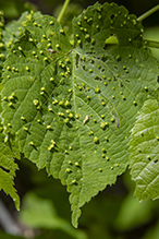 red nail gall mite