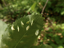 red nail gall mite