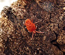 red velvet mite (Trombidium sp.)