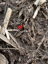 red velvet mite (Trombidium sp.)