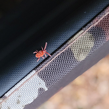 red velvet mite (Trombidium sp.)