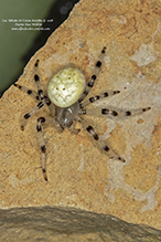 shamrock orbweaver