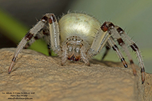 shamrock orbweaver