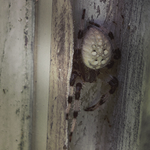 shamrock orbweaver