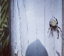 shamrock orbweaver