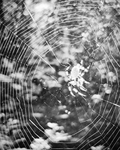 shamrock orbweaver
