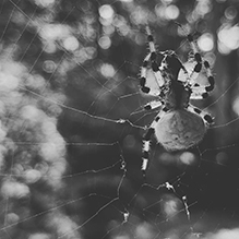 shamrock orbweaver