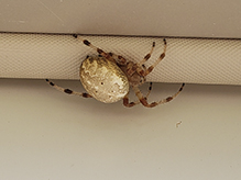 shamrock orbweaver