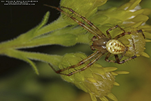 shamrock orbweaver