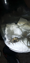 shamrock orbweaver