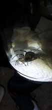 shamrock orbweaver