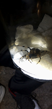 shamrock orbweaver