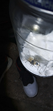shamrock orbweaver