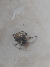 shamrock orbweaver