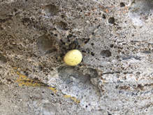 shamrock orbweaver
