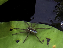 six-spotted fishing spider