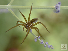 six-spotted fishing spider