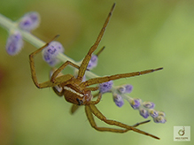 six-spotted fishing spider