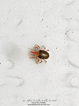 snout mite (family Bdellidae)