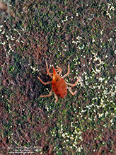 snout mite (family Bdellidae)