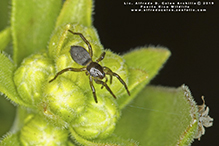 stealthy ground spider (family Gnaphosidae)