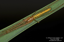 stretch spider (Tetragnatha sp.)