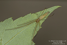 stretch spider (Tetragnatha sp.)