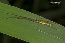 stretch spider (Tetragnatha sp.)