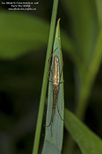 stretch spider (Tetragnatha sp.)