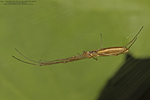 stretch spider (Tetragnatha sp.)
