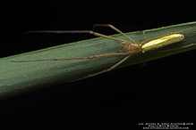 stretch spider (Tetragnatha sp.)