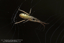 stretch spider (Tetragnatha sp.)