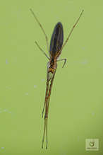 stretch spider (Tetragnatha sp.)
