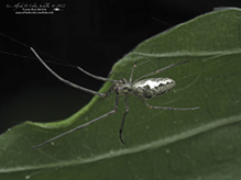 stretch spider (Tetragnatha sp.)