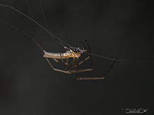 stretch spider (Tetragnatha sp.)