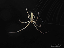 stretch spider (Tetragnatha sp.)
