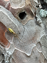 stretch spider (Tetragnatha sp.)