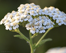 swift crab spider