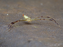 swift crab spider