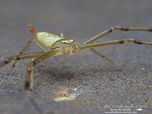swift crab spider
