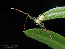 swift crab spider