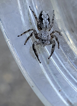 tan jumping spider