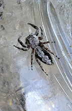 tan jumping spider